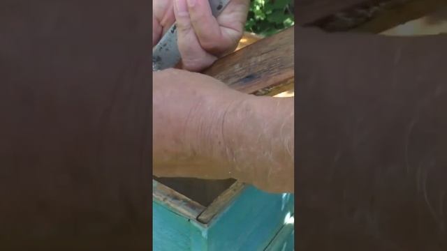 ПРОПОЛИС, - что это, для чего нужен.#shorts