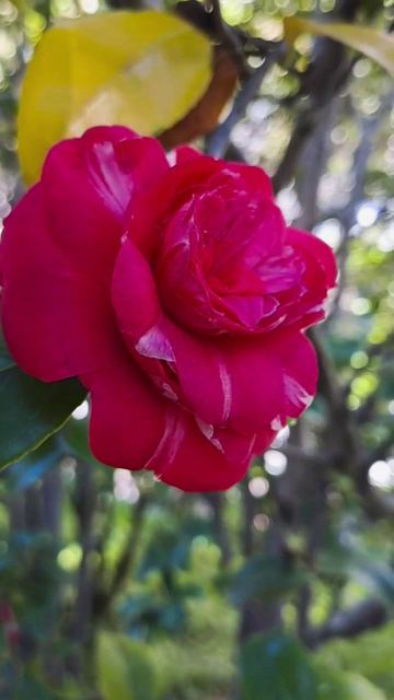 Камелия японская смотреть онлайн