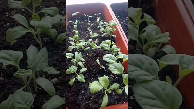 Наша рассада. Скорее бы растаял снег) смотреть онлайн