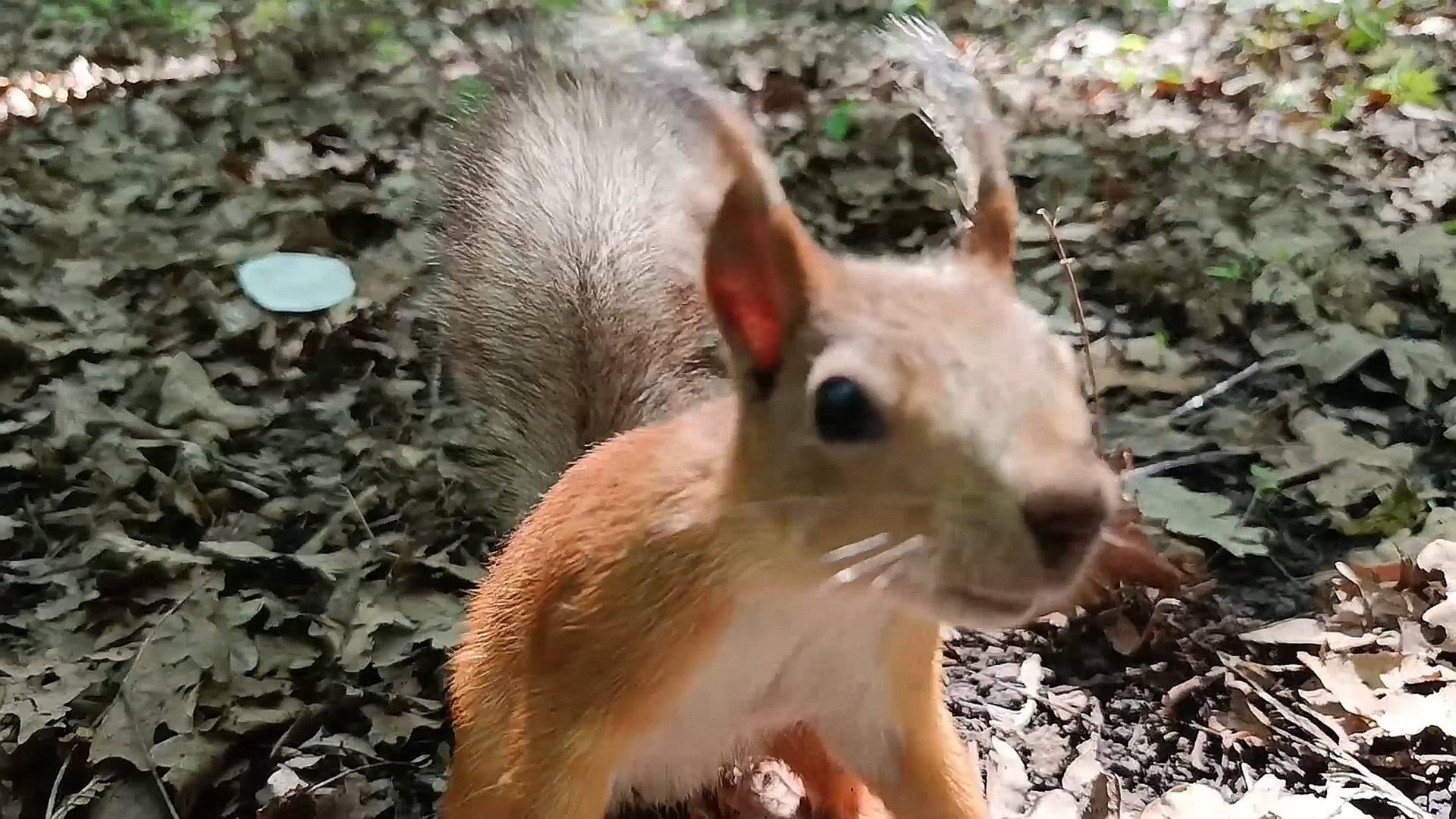Парк Гагарина (Самара 17.05.2025) смотреть онлайн