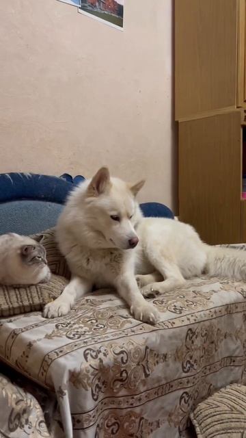 #StreetAnimalLife🥰 Собаки и кошки могут быть друзьями🤗 смотреть онлайн