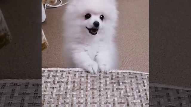 Пёс Бублик. Немецкий шпиц.