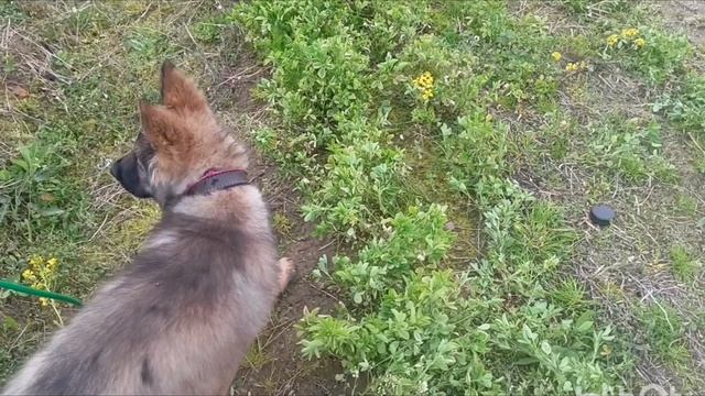 Т'эникара, щенок немецкой овчарки,3.5 месяца. смотреть онлайн