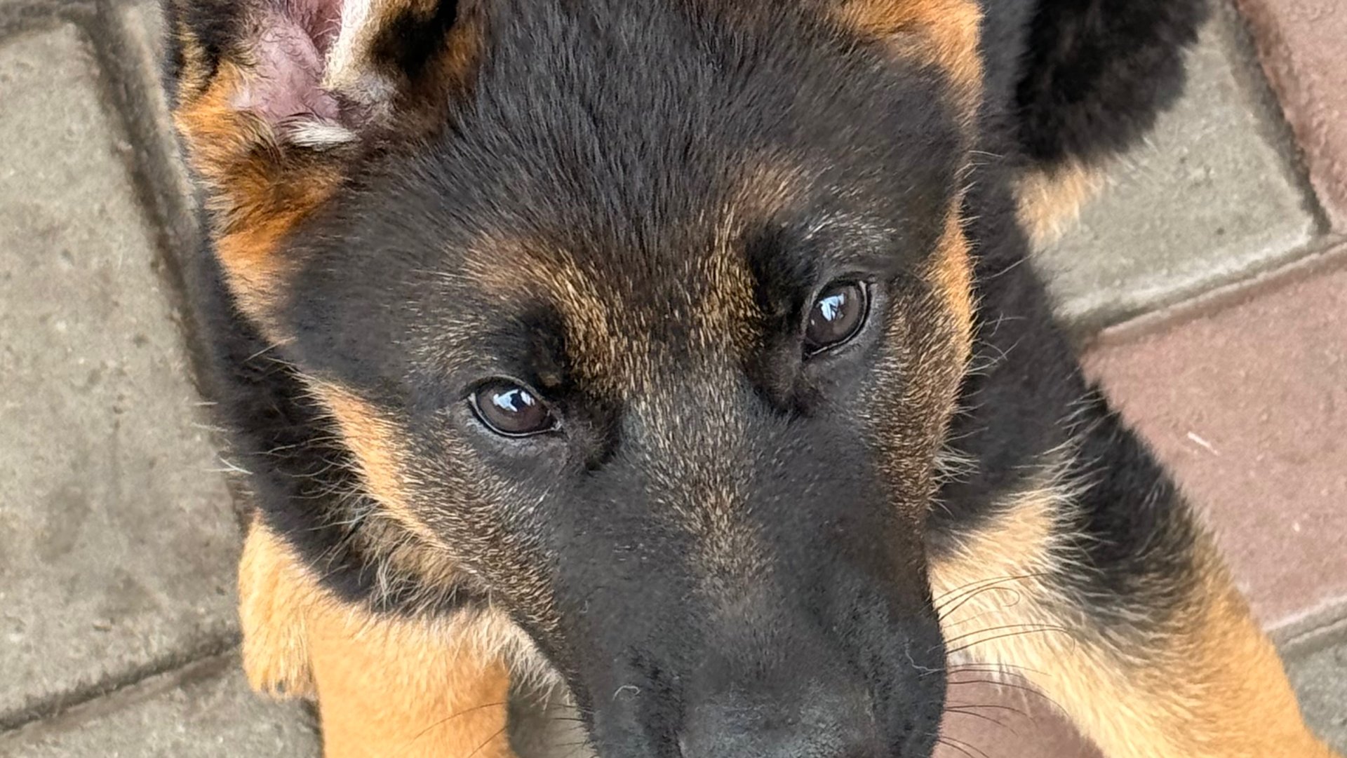 Немецкая овчарка смотреть онлайн