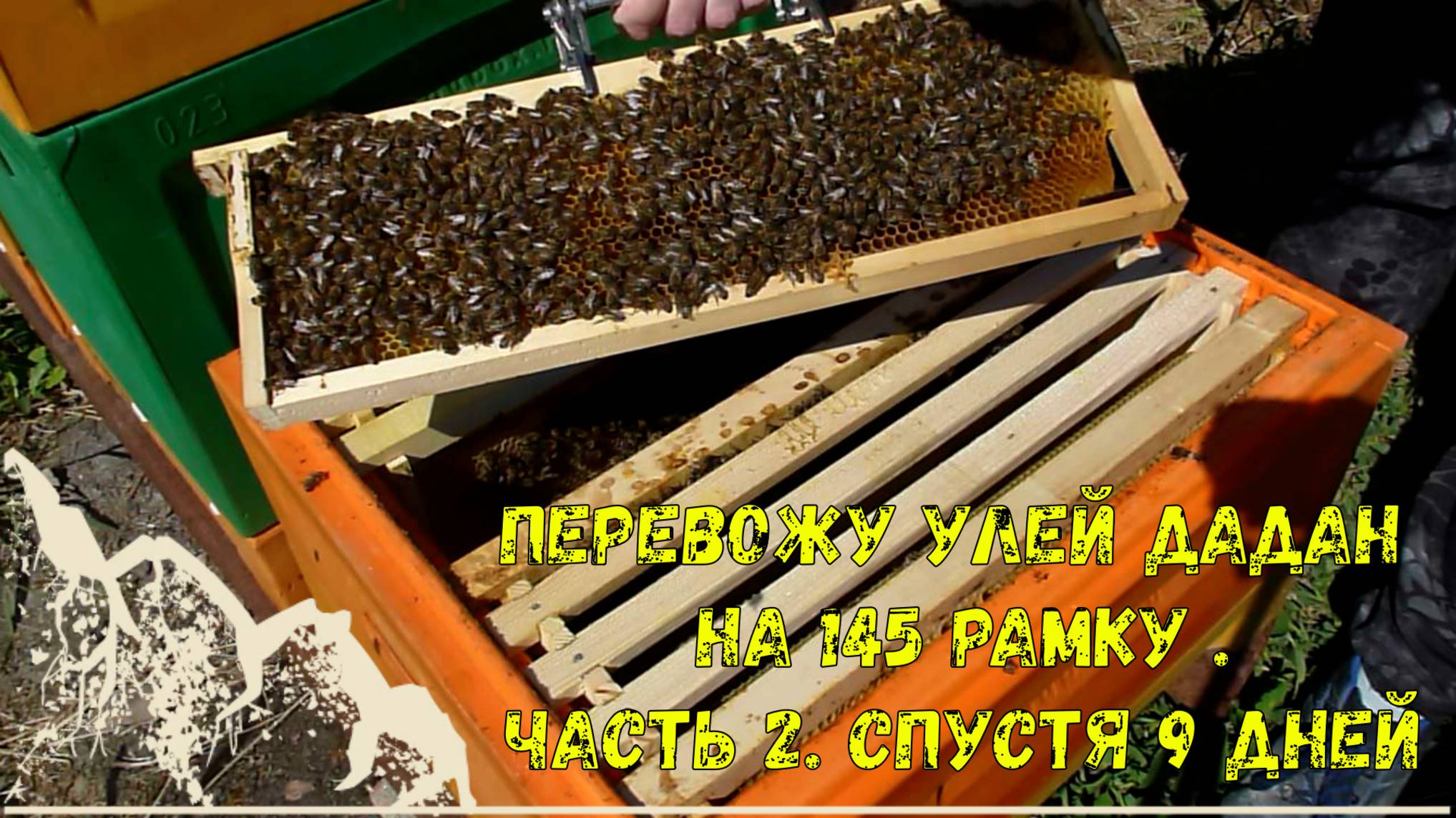 Переводим улей на рамку 145 . часть 2 спустя 9 дней. смотреть онлайн