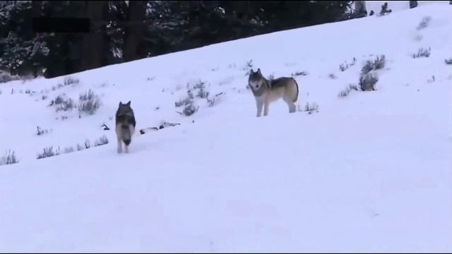 Волки.(клип)