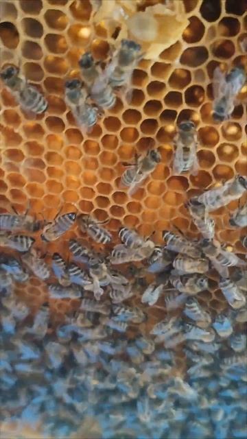 Краснодарский край. Середина апреля. Пчелы закладывают маточники. 🤔🧐😎