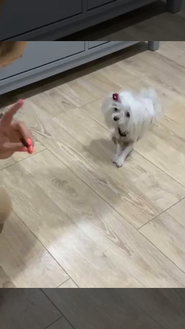 Монечка выполняет команды смотреть онлайн