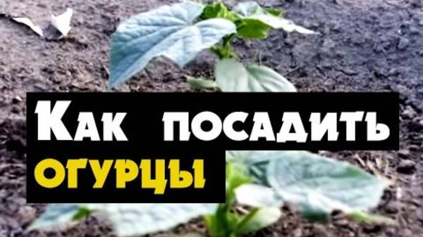 Посадка огурцов в открытый грунт - когда и как посадить огурцы в открытый грунт весной рассадой смотреть онлайн