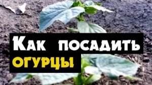 Посадка огурцов в открытый грунт - когда и как посадить огурцы в открытый грунт весной рассадой