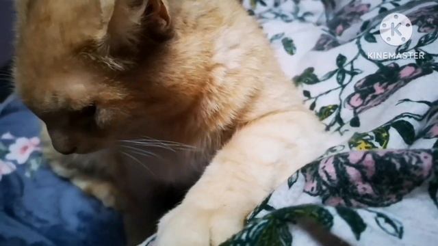 Наш быт. Прекрасные мгновения