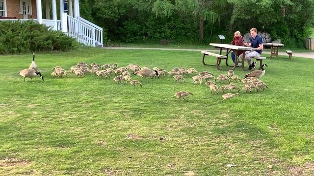 КАНАДА ВЛОГ| Едем В ПАРК (BOWER POND) | Упали с Ульяной Небольшие Травмы смотреть онлайн