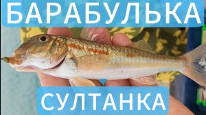 Барабулька на Чёрном море