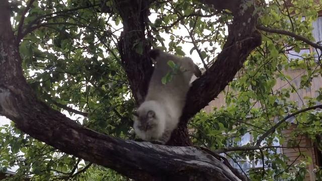 Архар! Як молодой скачет!