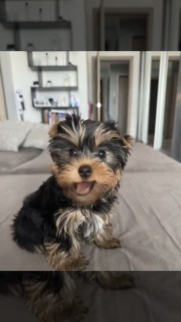 Малышка Бетти поёт смотреть онлайн