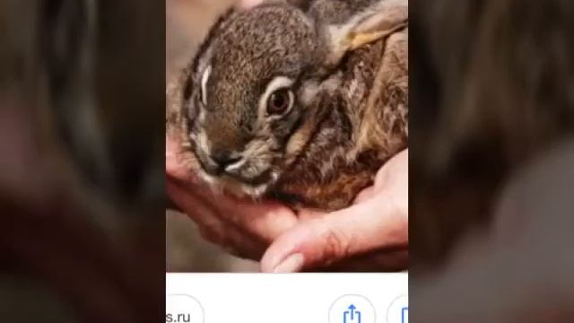 ТОП 20 самых редких животных )))))