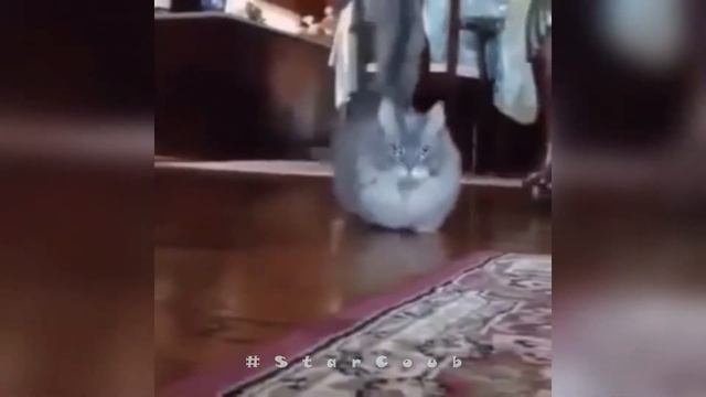 Funny Video - # 16 | Смешное видео - # 16 смотреть онлайн