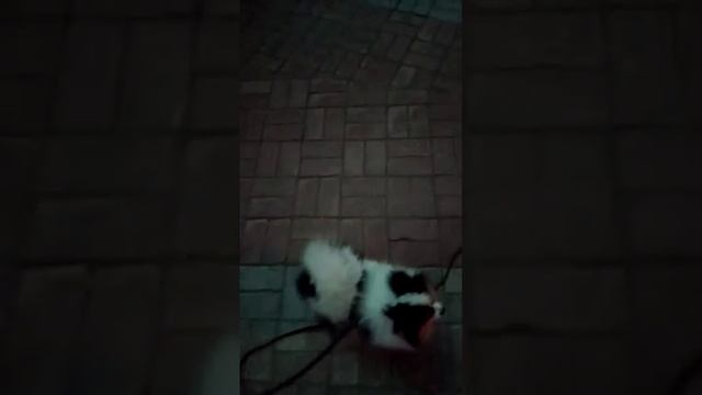 дрессировка шпица