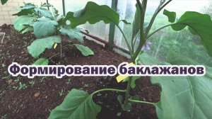 Формирование баклажанов