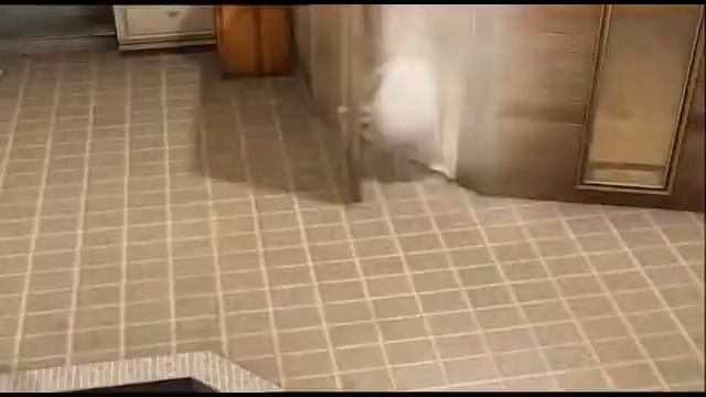 Котики Вперед Заставка Дать 2д