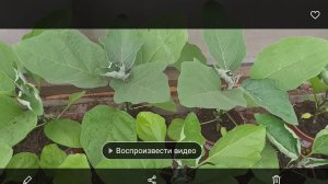 Рассаде баклажанов 50 дней. Результаты прививки баклажана.