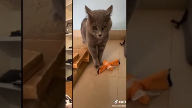 Мяу-мяу🐈⬛ Кошачья песня #cat смотреть онлайн