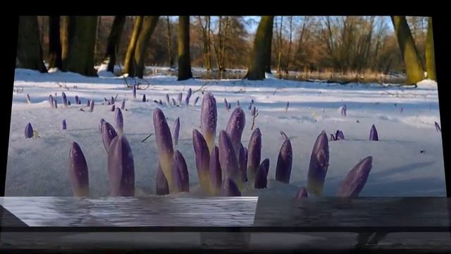 Александр Певчий - Тающий снег