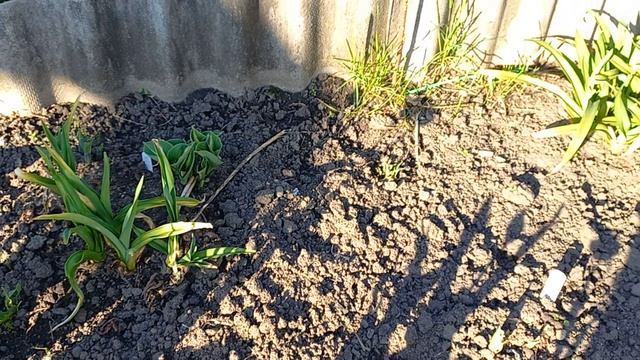 Красоты весеннего утра. Тюльпаны🌷Хосты 🪴🌱 смотреть онлайн
