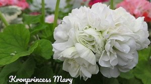 Пеларгония Кронпринцесс Мэри (Kronprinsesse Mary) - олицетворение изящества и истории