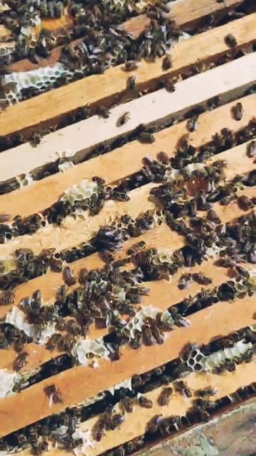 Работники пасеки и результат их кропотливого труда #пчеловодство #мёд #пасека #ремесло