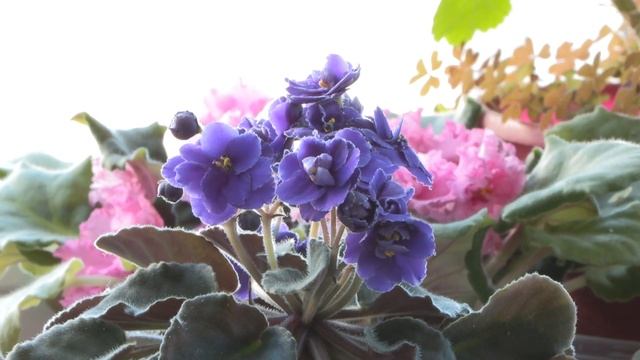 Готовим просфоры с Еленой Ушатой смотреть онлайн