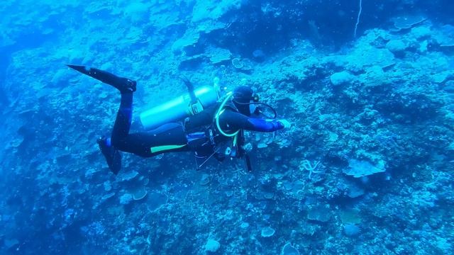 Акулы- лисицы. Как меня (не) укусила акула. Филиппины 2025 г. / Thresher shark. Philippines 2025 смотреть онлайн