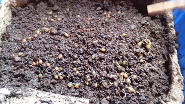 Коконы дендробены через какое время вылупляются смотреть онлайн