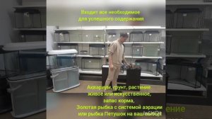 Круглый аквариум комплект с маленькой Золотой рыбкой или Петушком