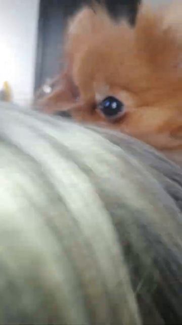 доброе утро! померанский шпиц Принчипесса смотреть онлайн