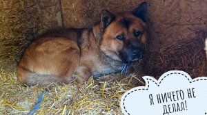 Влезла в конуру к Псу Кубику в гости, всех накормила, собралась на ярмарку Орхидиум