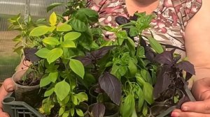 Высаживаю базилик в теплицу!! Самая вкусная пряность!!!