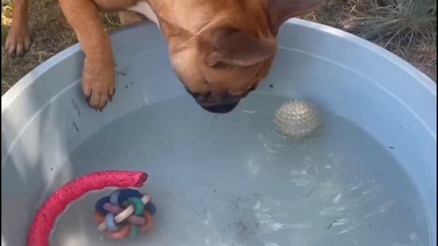 Тепловой удар у собак : что делать ? Ответы на вопросы . смотреть онлайн