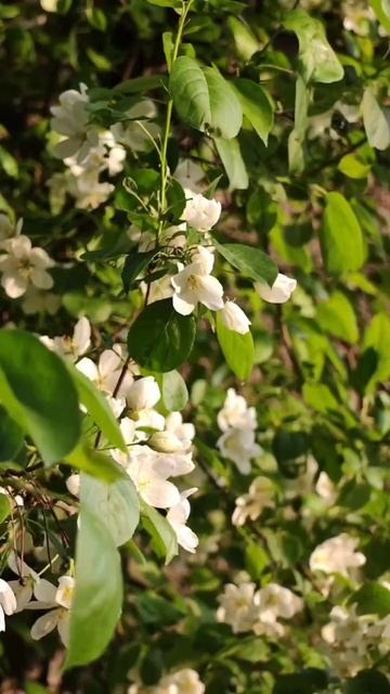 Сибирские яблони 🍎 смотреть онлайн