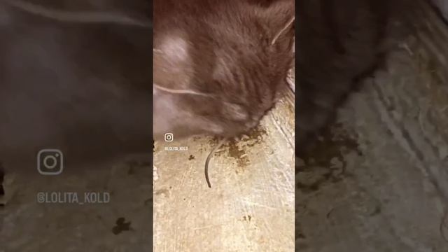 Кот веган #приколы #убабушки Что происходит с котами #деньсвятоговалентина#котыприколы смотреть онлайн