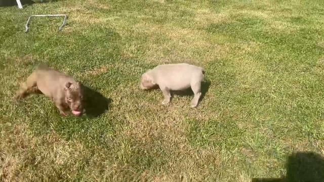 Две девочки, Американский Булли , лилового и шоколадного окраса, в поиске семьи.