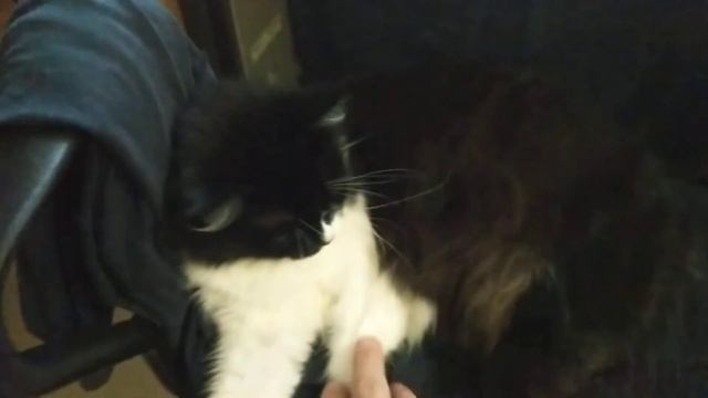 Куки спит и играет КОШКА приколы смотреть онлайн