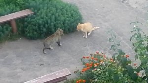 Противостояние