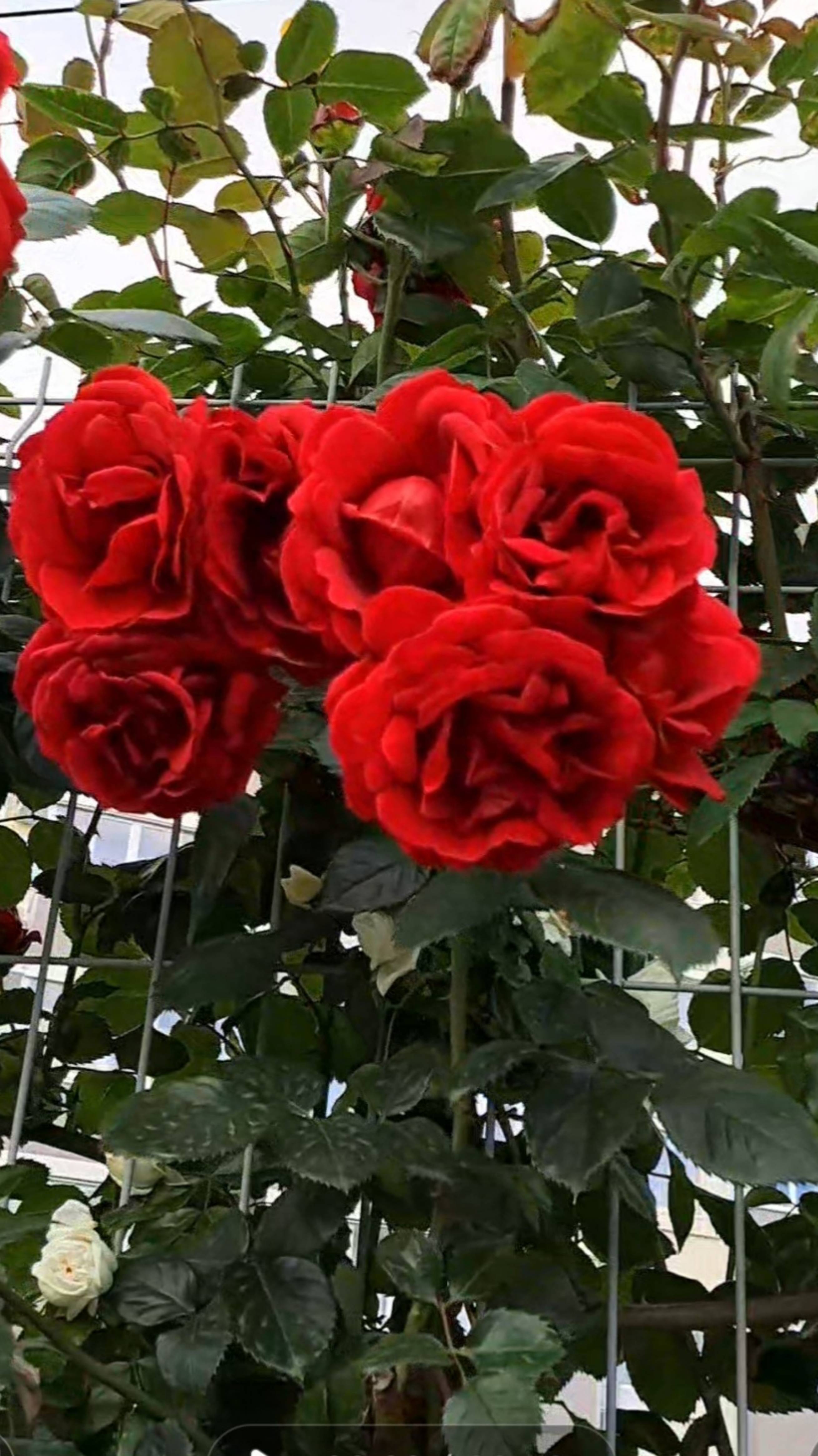 Стена из роз🌹🌹🌹🌹🌹🌹🌹 смотреть онлайн