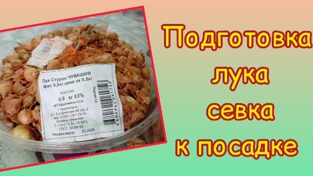 Подготовка лука севка к посадке, на что стоит обратить внимание.