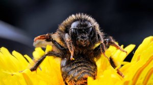 Хитрый Полосатый Захватчик с Неблагодарными Детьми - ШМЕЛЬ!