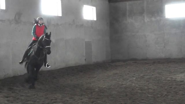 Фризский жеребец от Doaitsen, 3 года, 170 в/х.