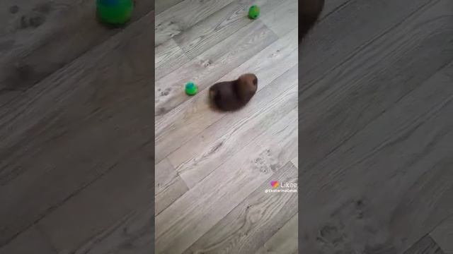 Миниатюрный мальчик шпиц💥🔥😍