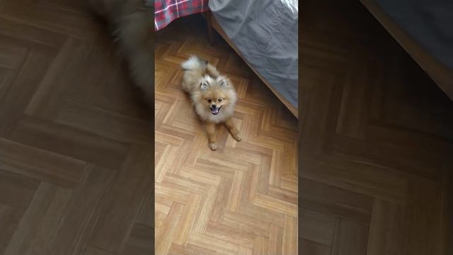 Померанцский шпиц маленький хулиган