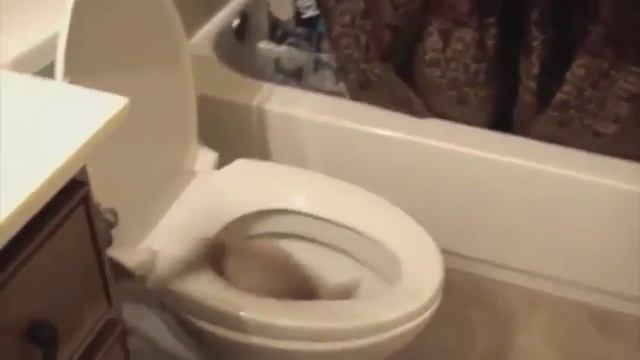 приколы с животными смешные приколы смотреть приколы онлайн видео про котов hd720 смотреть онлайн